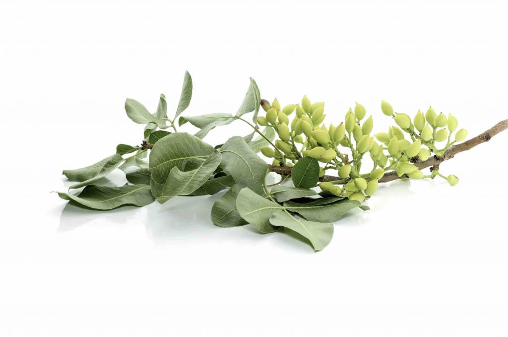 pistacho arbol precio